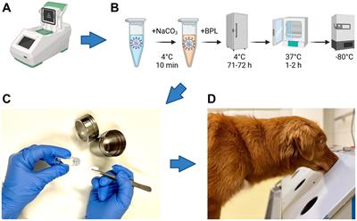 Scent dogs identify SARS-CoV-2-infections in respiratory samples from experimentally infected ferrets and hamsters—a pilot study